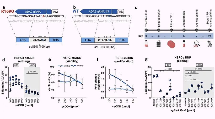 Editing of ADA2 Point Mutation in Human 2 Hematopoietic Stem Cells