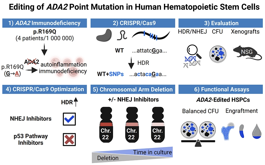 Editing of ADA2 Point Mutation in Human Hematopoietic Stem Cells