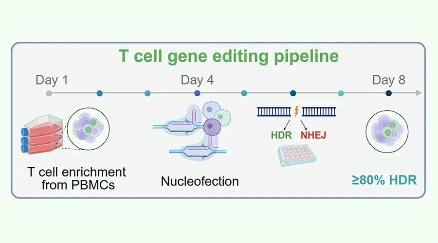 Precision T cell correction platform for Inborn Errors of Immunity
